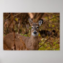 Recherche de cerf de virginie posters Animaux