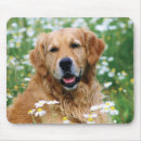 Recherche de chiot tapis souris Animaux