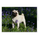 Recherche de jacinthes des bois cartes postales Carlin