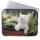 Recherche de foyer coques Chaton