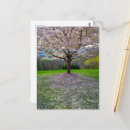Recherche de arbre fleurissant cartes postales Pour tous