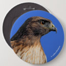 Recherche de buse badges Oiseau de proie