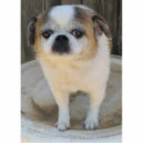 Recherche de chien photo sculptures Animaux familiers