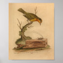 Recherche de histoire naturelle posters Illustration