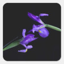 Recherche de iris autocollants Amoureux des fleurs