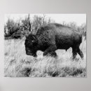 Recherche de bison américain posters Nature