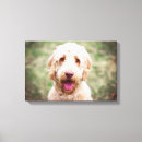 Recherche de goldendoodle art Doré