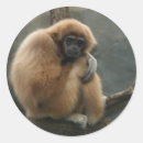 Recherche de gibbon autocollants Pour tous
