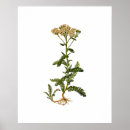 Recherche de vintage herb posters Plante