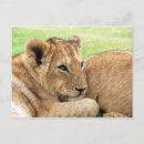 Recherche de bébé tigre cartes postales Mignon