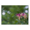 Recherche de chèvrefeuille Jardin