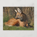 Recherche de photo de loup cartes postales Loups