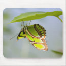 Recherche de malachite tapis souris Nature