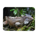 Recherche de regardez magnets Animaux