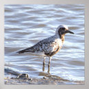 Recherche de oiseau de mer posters Nature