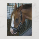 Recherche de profil de cheval cartes postales Mammifère