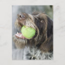 Recherche de balle de tennis cartes postales Extérieur