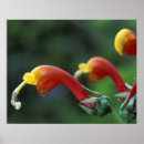 Recherche de volcans posters Forêt tropicale