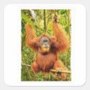 Recherche de orangs outans autocollants Orang outan