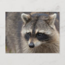 Recherche de loto cartes postales Mammifère