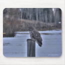 Recherche de chouettes tapis souris Faune