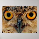 Recherche de yeux de hibou posters Animal
