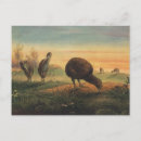 Recherche de oiseau kiwi cartes postales Vintage