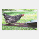 Recherche de poule autocollants Maison