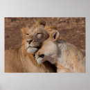 Recherche de amour de lion posters Afrique