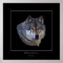 Recherche de photographie de loup posters Loups