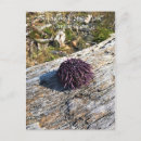 Recherche de rocks verticales cartes postales Mer
