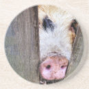 Recherche de porc drôle dessous de verres Mignon