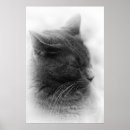 Recherche de chaton gris posters Intérieur