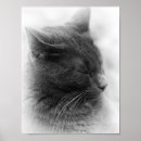 Recherche de chaton gris posters Intérieur