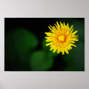 Recherche de dandelion posters Jardin