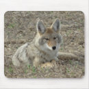 Recherche de cannine tapis souris Faune