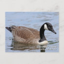 Recherche de canada goose posters Photographie