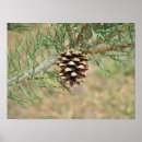 Recherche de aiguilles de pin art Photographie