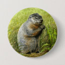 Recherche de marmotte badges Mammifère