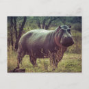 Recherche de hippopotames cartes postales Zoo