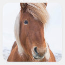 Recherche de chevaux islandais autocollants Superstock