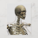 Recherche de système squelettique cartes postales Cage thoracique