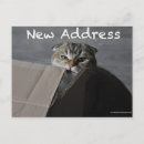 Recherche de chat dans une boîte cartes postales Déplacement