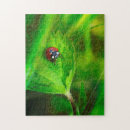 Recherche de coccinelles puzzles Insecte