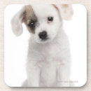 Recherche de race bar Animal