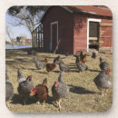 Recherche de volaille dessous de verres Animal de ferme