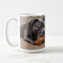 Recherche de bull dog tasses Animal