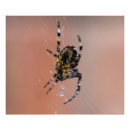 Recherche de rampant posters Nature