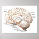 Recherche de organe anatomie posters Médical