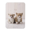 Recherche de gallois magnets Animal